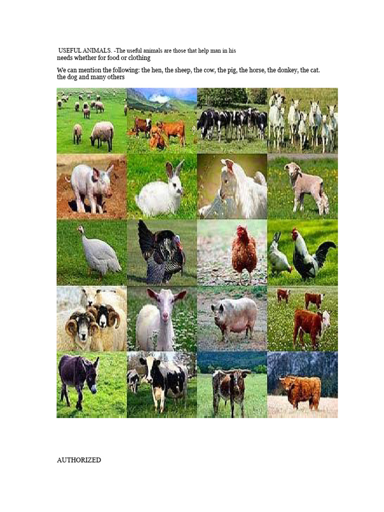 Useful vs Harmful Animals Explained | PDF