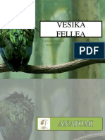 Anatomi&histo VESIKA FELLEA-linda