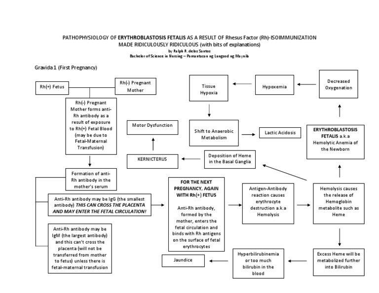 Pathophysiology Of Erythroblastosis Fetalis Rh Isoimmunization