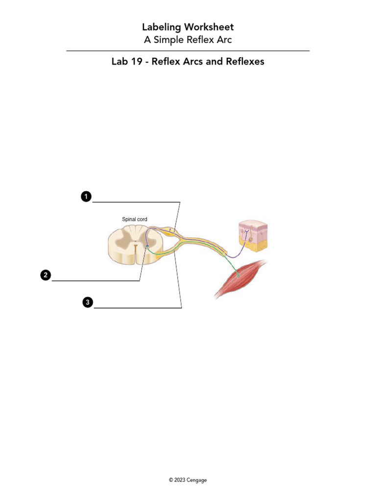 Reflex Arcs and Spinal Cord Functions | PDF