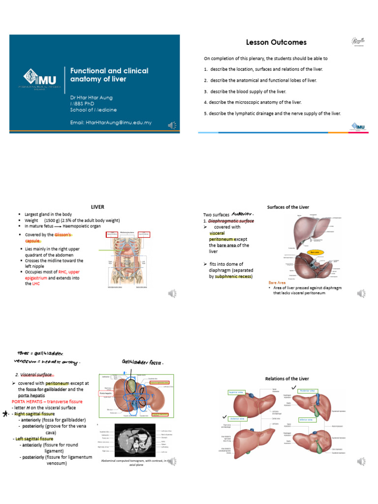 Liver Anatomy and Function Overview | PDF | Liver | Abdomen