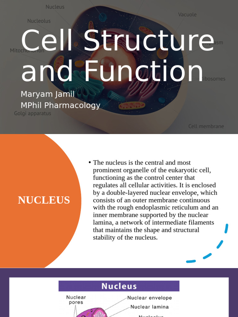 Cell Nucleus and Endoplasmic Reticulum Functions | PDF | Endoplasmic ...