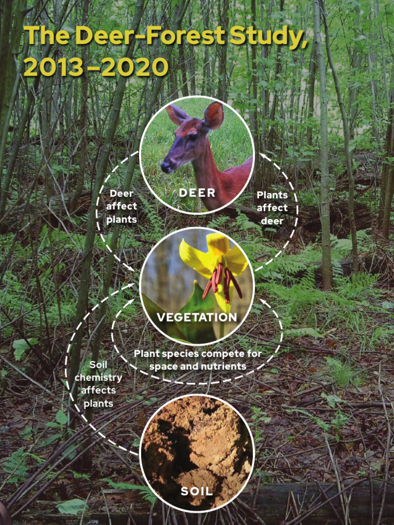 Deer-Forest Study WEB Feb01 | PDF | Ecology