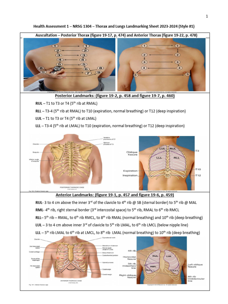 Lungs and Thorax Landmarking Sheet - Style #11 | PDF