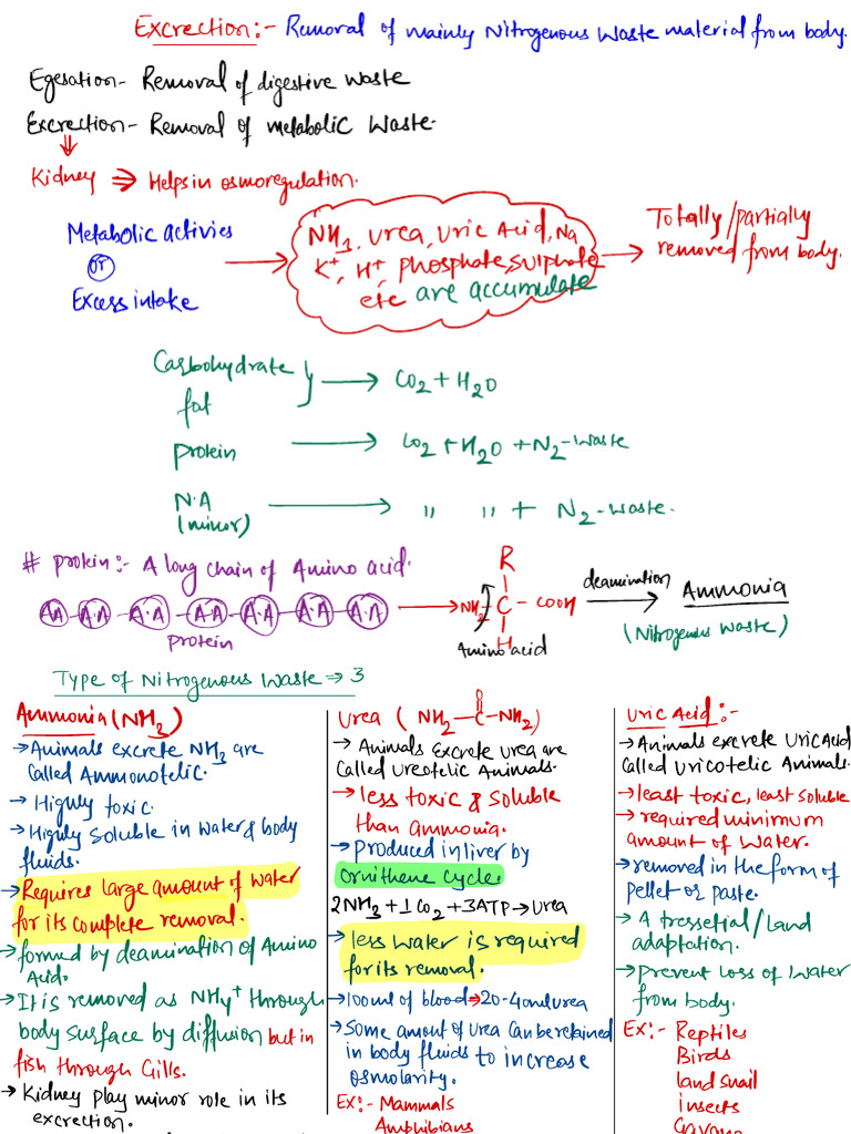 Excretory | PDF | Kidney | Urinary System
