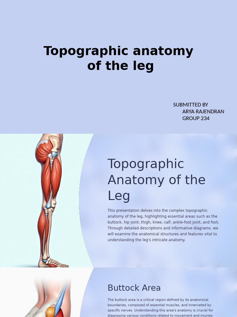 Topographic Anatomy of the Leg Explained | PDF | Foot | Knee