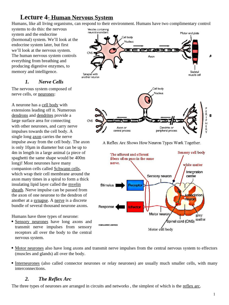 Lecture Notes Nerves 58fd02f0a4c5887d52c8ce4229e43a46 | PDF | Action ...