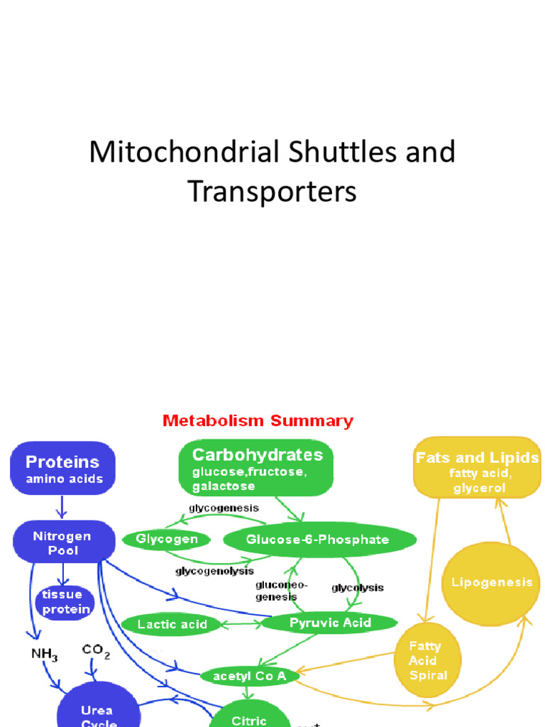 Shuttles and Transporter | PDF | Adenosine Triphosphate | Mitochondrion