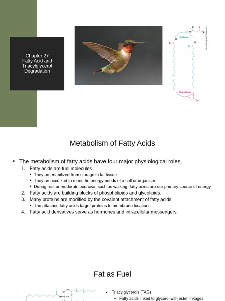 217 Chapter 27 Fatty Acid Degradation | PDF | Citric Acid Cycle | Chemistry