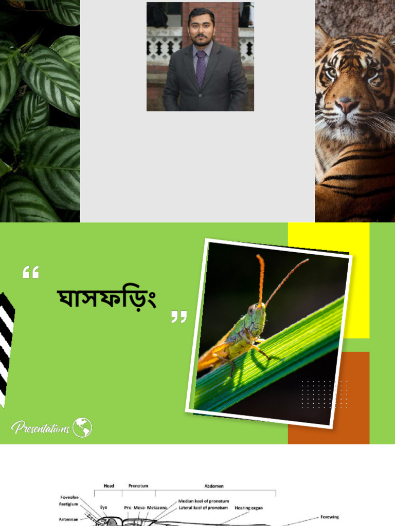 Grasshopper | PDF
