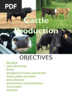Bovine Breed Codes List | PDF | Livestock | Mammal Breeds