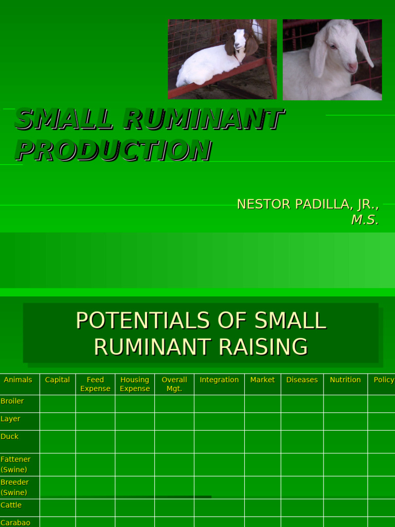 Small Ruminant Production Insights | PDF | Sheep | Goat