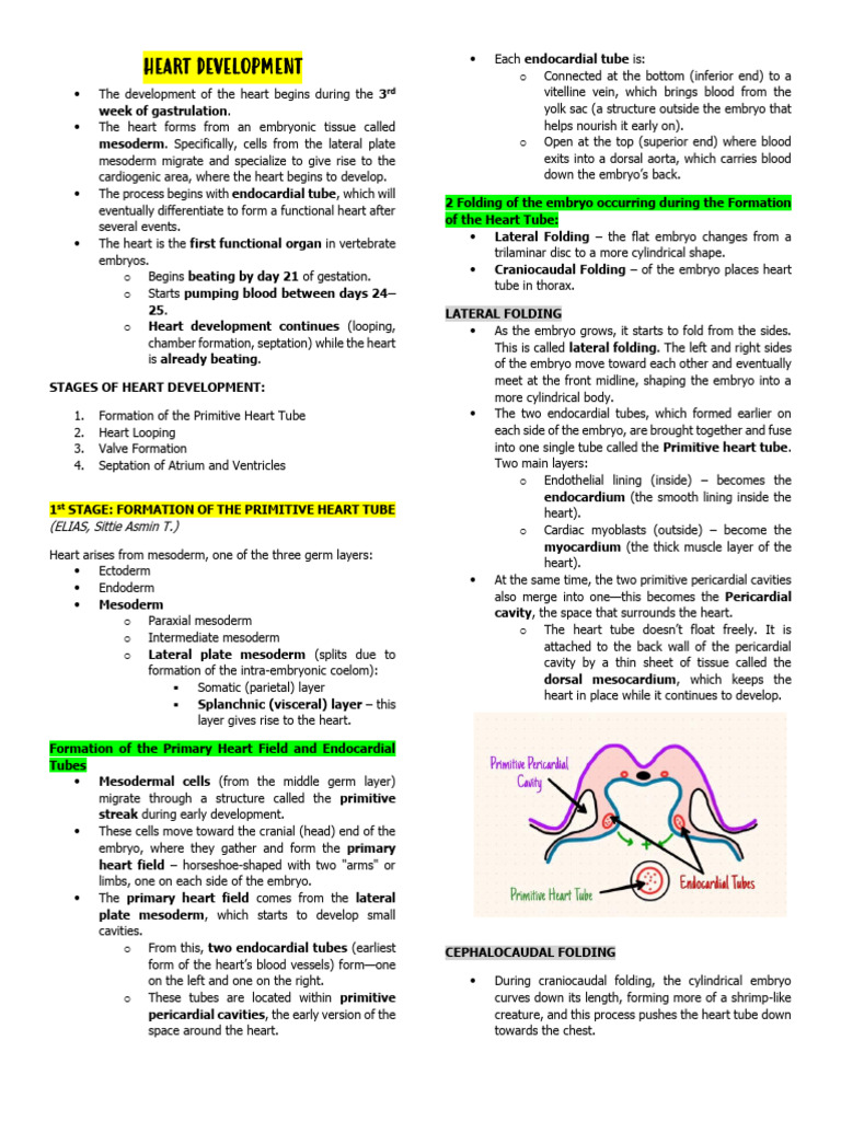 Heart Development and Fetal Blood Circulation BIO109 FGH LECTURE NOTES ...