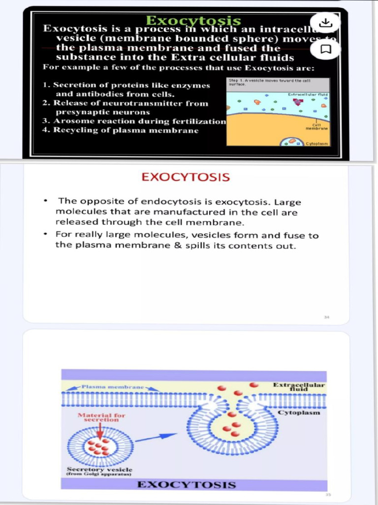 Vesicular Transport Exocytosis | PDF | Neuromuscular Junction | Synapse