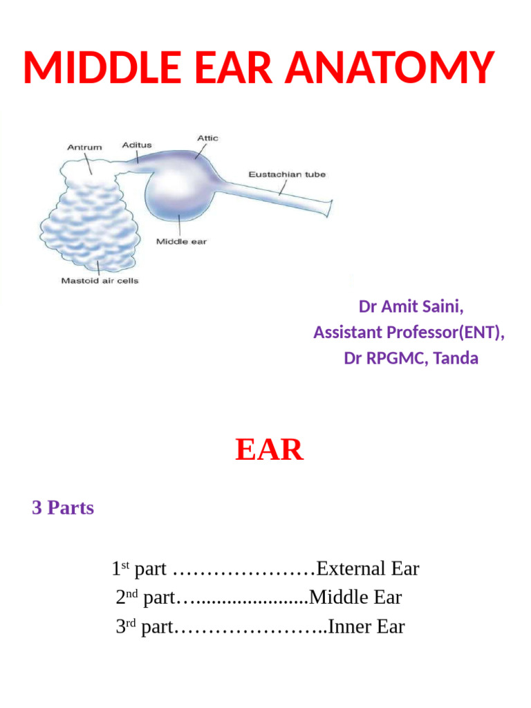 Anatomy of Middle Ear 25 | PDF | Ear | Primate Anatomy