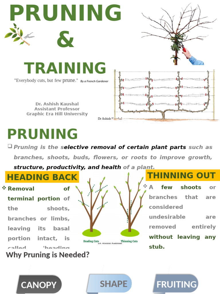 Pruning and Training | PDF | Pruning | Trees