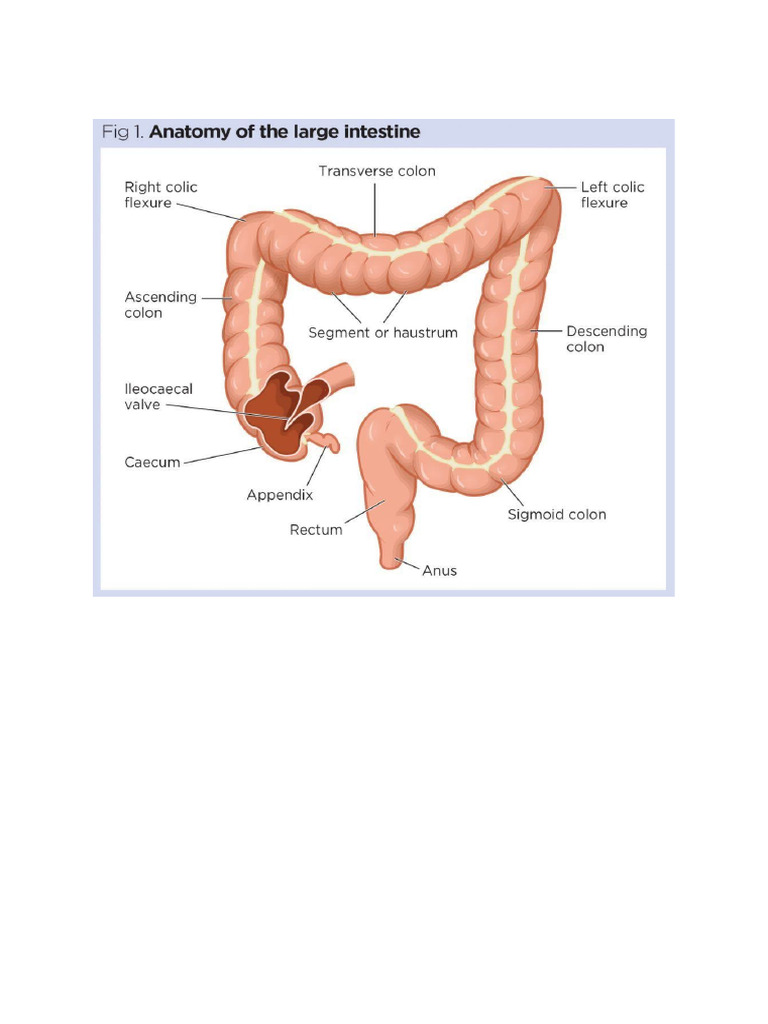 Large Intestine | PDF
