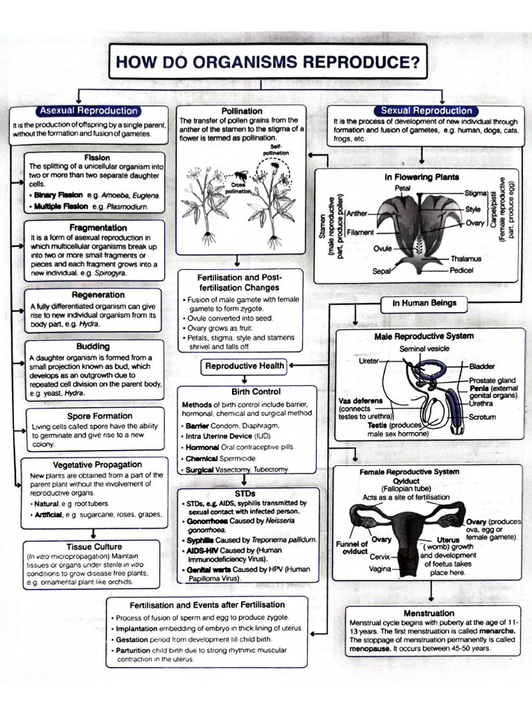 Chapter - How Do Organisms Reproduce | PDF