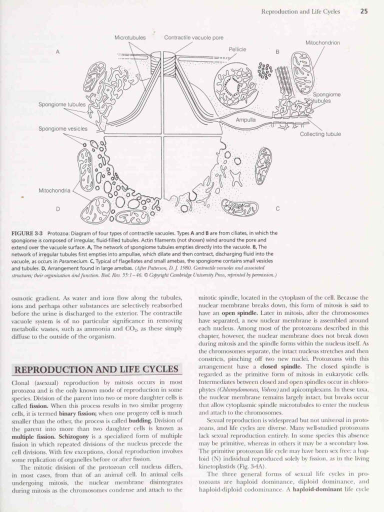 Protozoan Reproduction and Life Cycles | PDF | Ploidy | Mitosis
