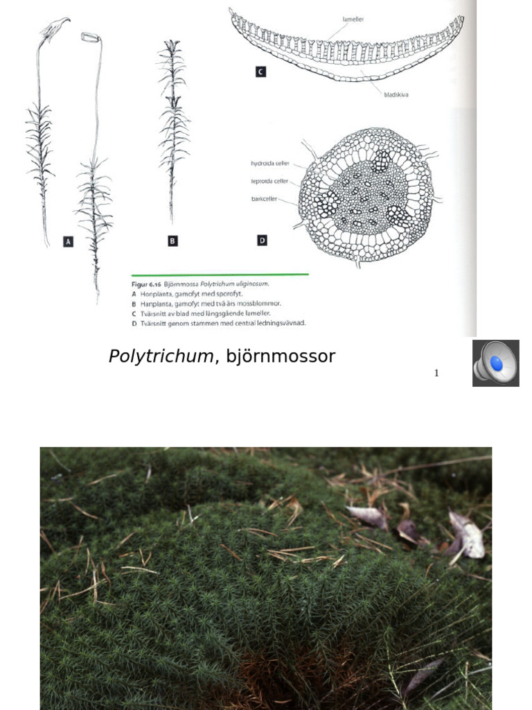 Bryophytes Lecture WP 2 Part 2 Polytrichaceae | PDF