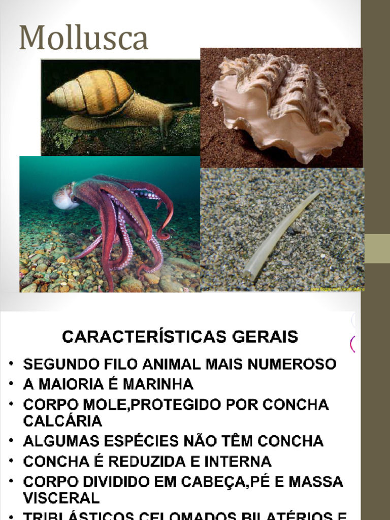 Classificação e Características dos Moluscos | PDF