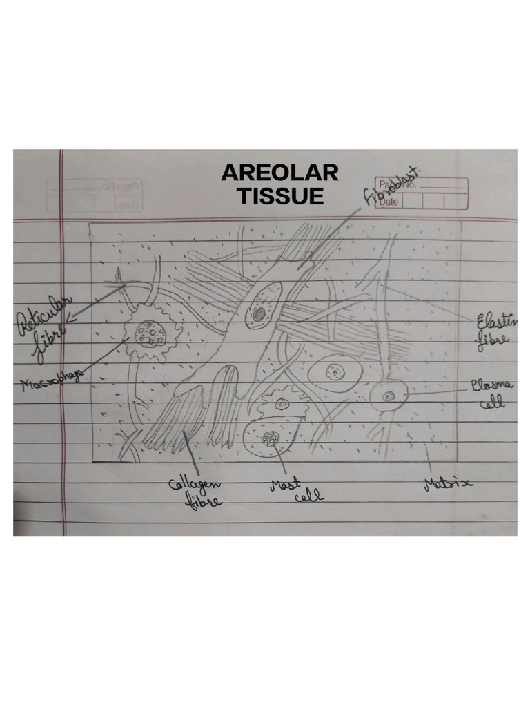 9th Class Biology Chapter Tissue | PDF