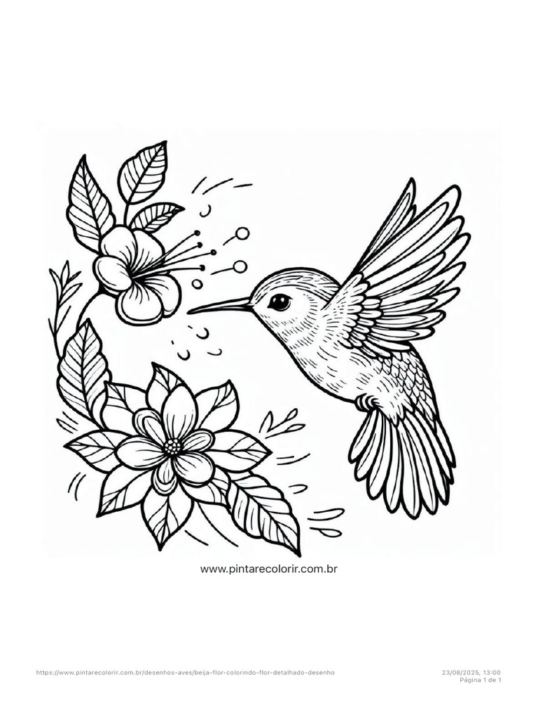 Beija-flor para Colorir: Desenho Detalhado | PDF