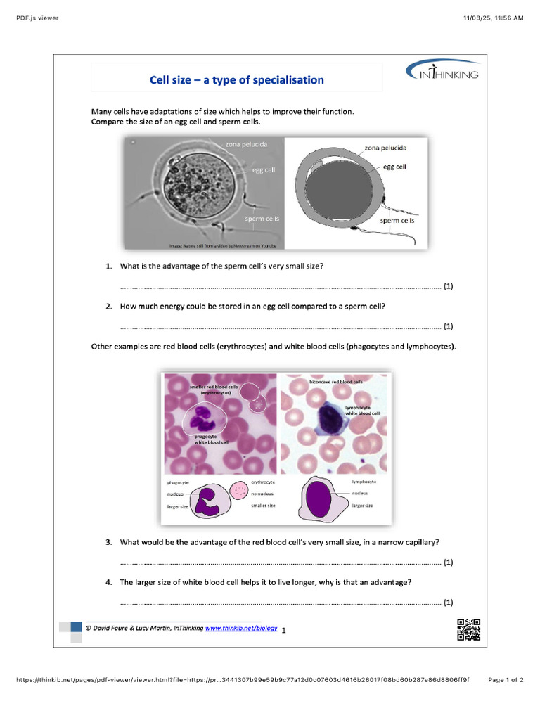 Task Sheet | PDF
