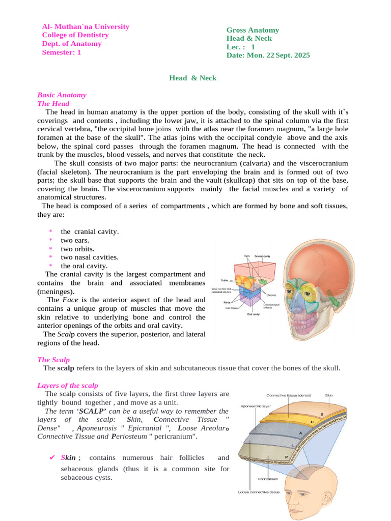 Head and Neck Anatomy Overview | PDF | Neck | Common Carotid Artery