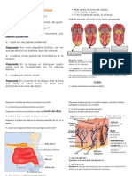 Las Zonas Del Gusto en La Lengua