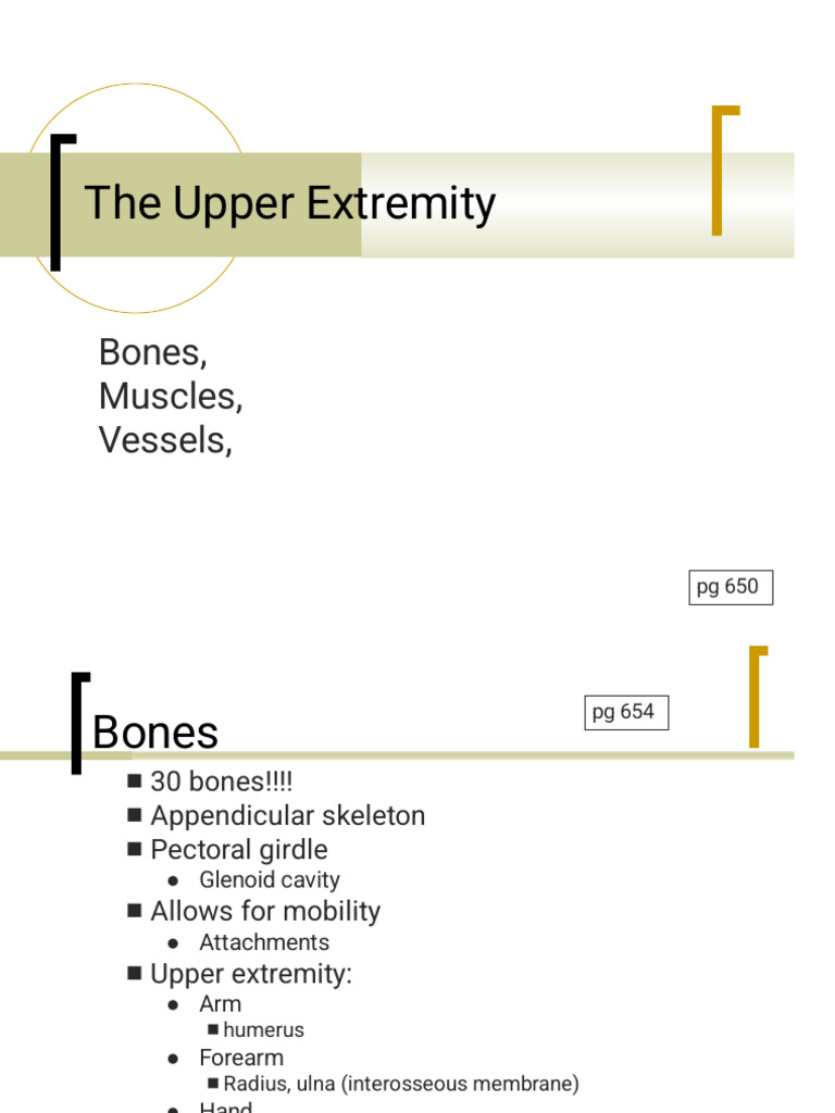 Upper Extremity Anatomy Overview | PDF | Arm | Elbow