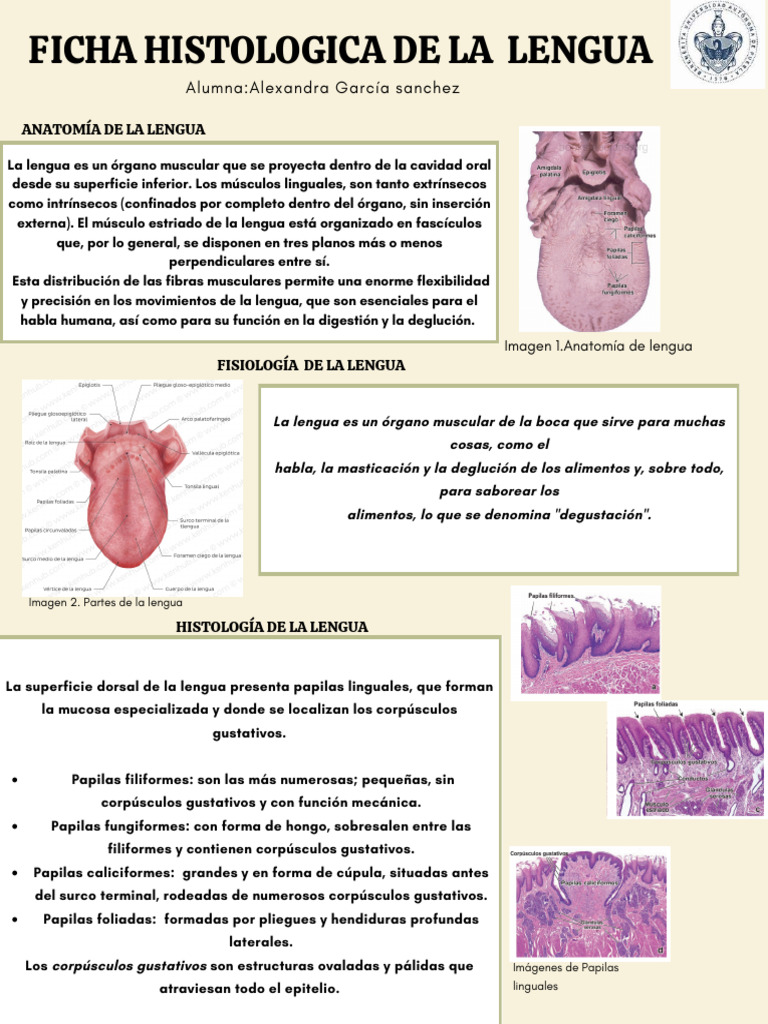 Anatomía y fisiología de la lengua | PDF | Lengua | Anatomía