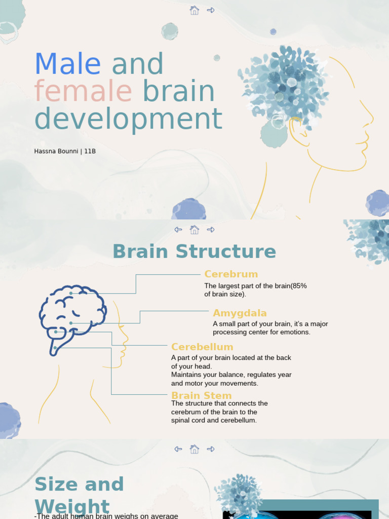 Differences in Male and Female Brain Development | PDF | Brain | Grey ...