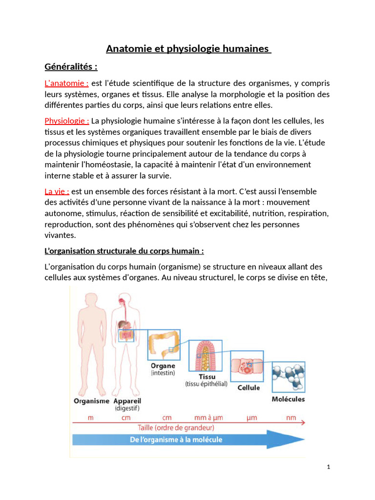 Anatomie et physiologie humaines expliquées | PDF | Physiologie ...