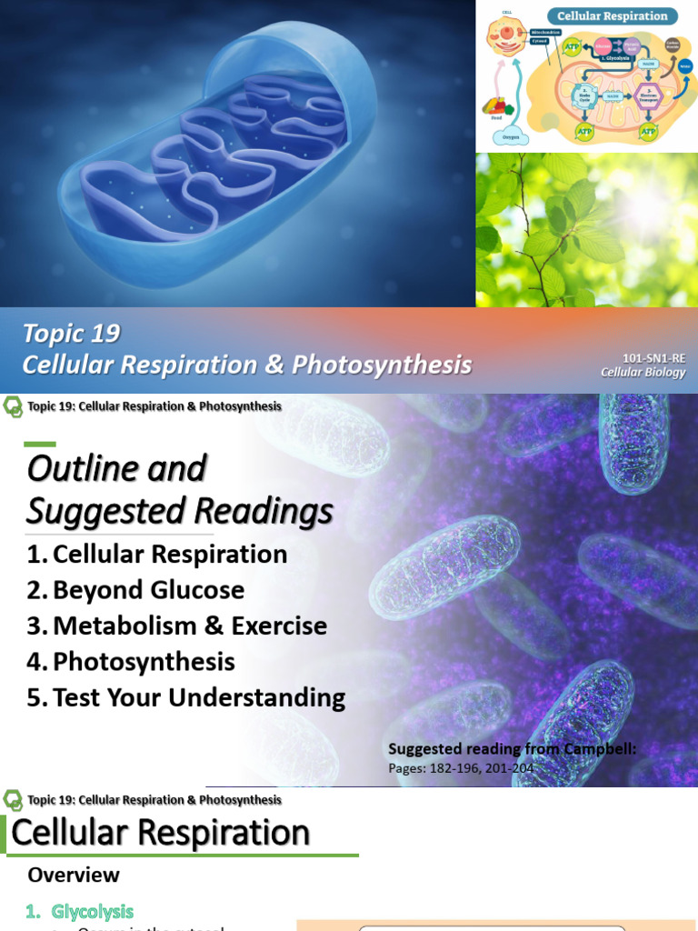 Cellular Respiration and Photosynthesis Guide | PDF | Cellular ...