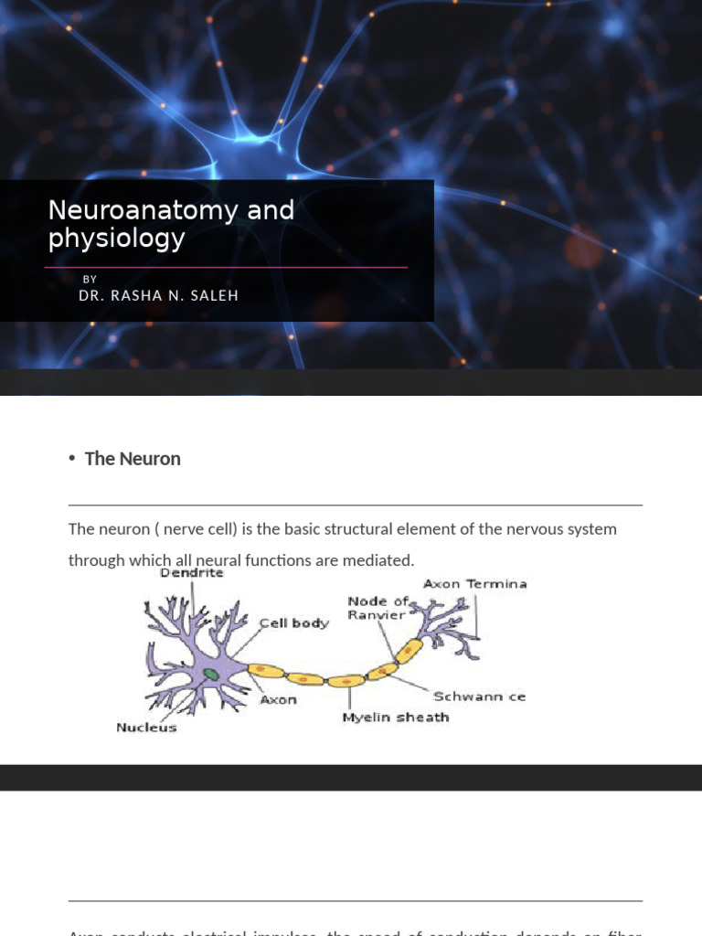 Neuroanatomy and Physiology Overview | PDF | Central Nervous System ...
