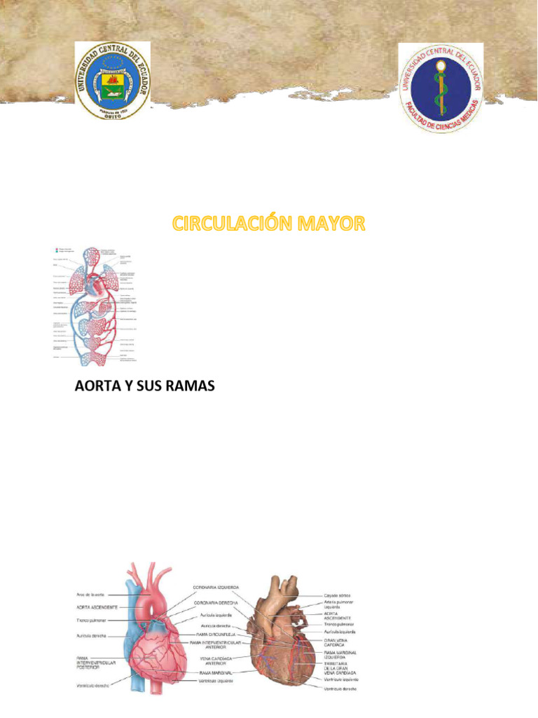 Quinga Jessenia Circulación Mayor | PDF | Aorta | Abdomen