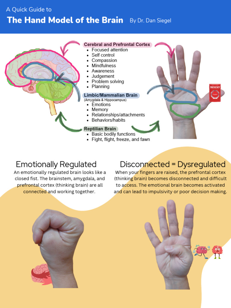 Understanding the Hand Model of the Brain | PDF | Brain | Neuroscience