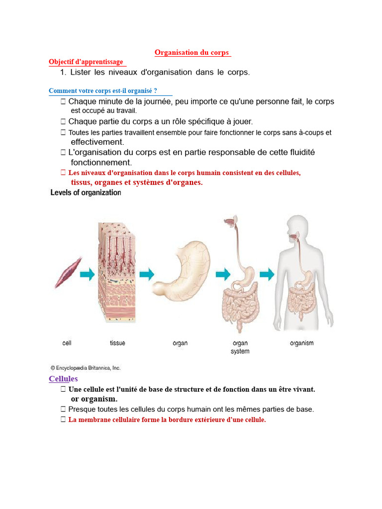 Niveaux d'organisation du corps humain | PDF | Cellule (Biologie) | Cerveau