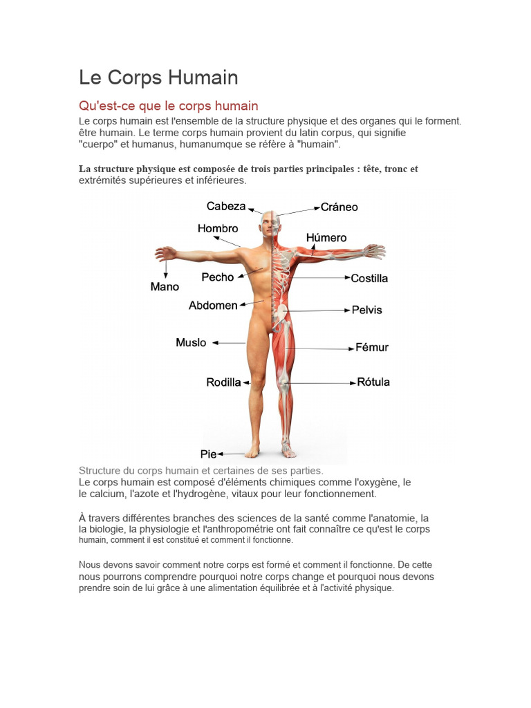 Structure et systèmes du corps humain | PDF | Corps humain | Sang