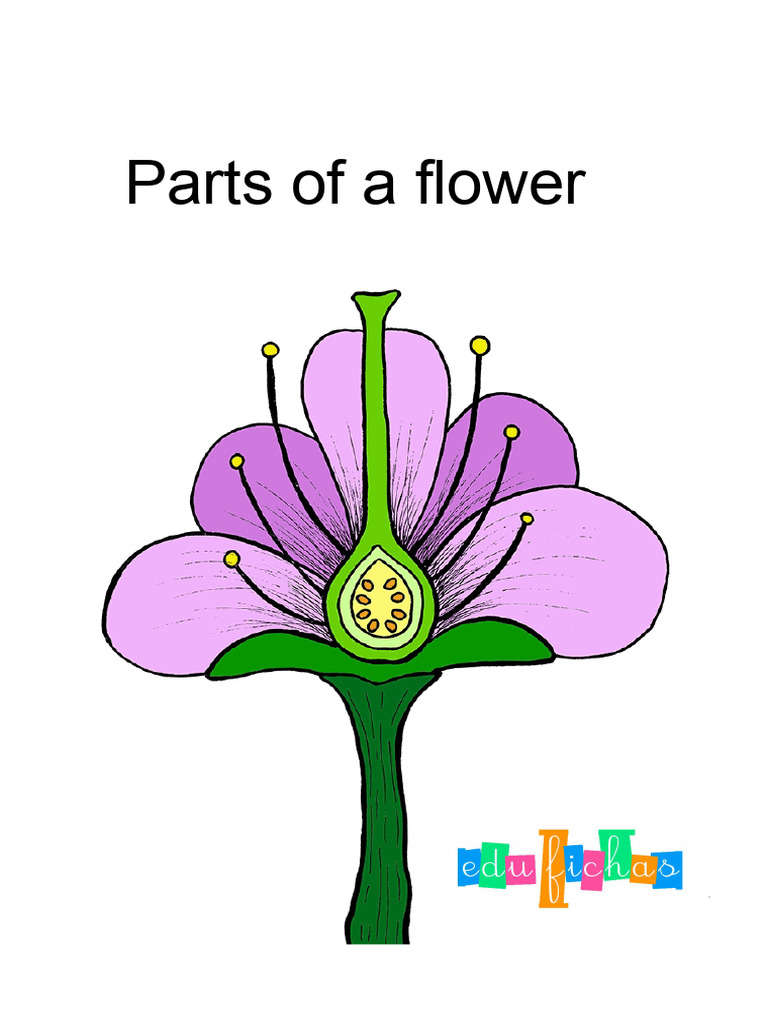 Understanding Flower Anatomy | PDF
