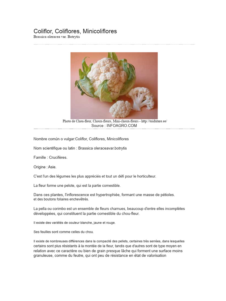 Guide complet sur la culture du chou-fleur | PDF | Chou-fleur | Fertilisant