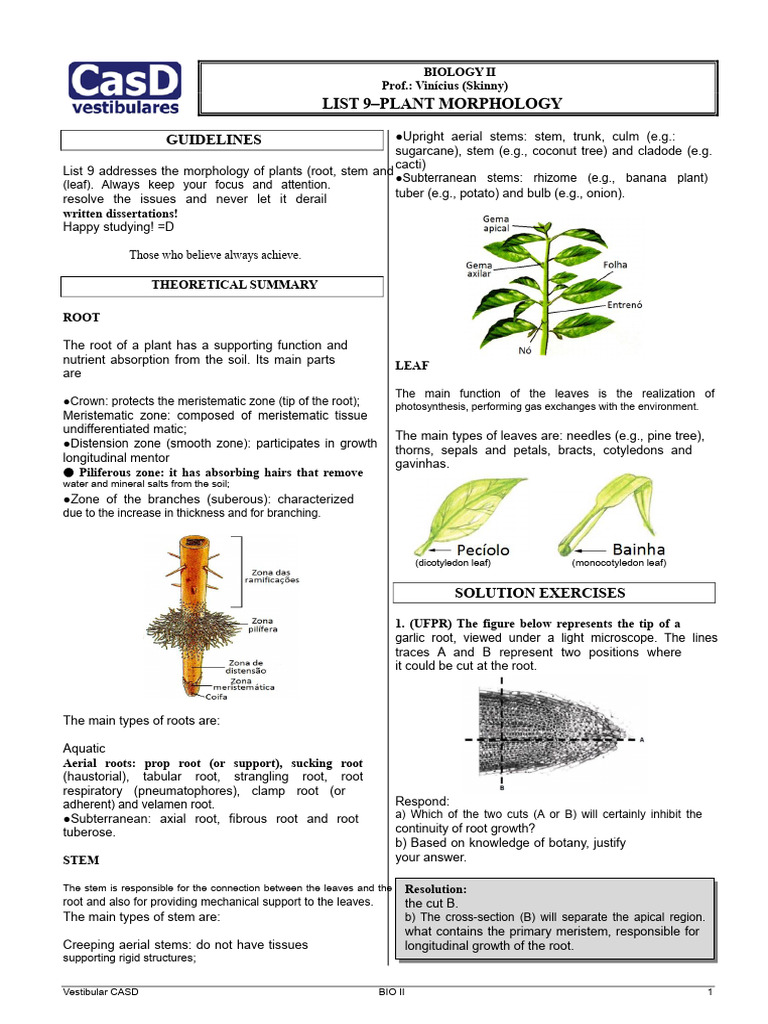 Pcasd Uploads Vinicius2 Lists List 9 Plant Morphology | PDF | Root | Plants