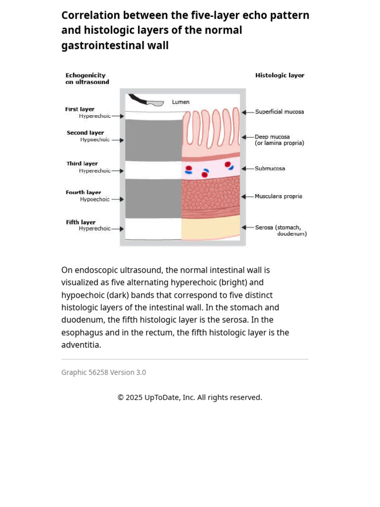 EUS Normal Layers | PDF
