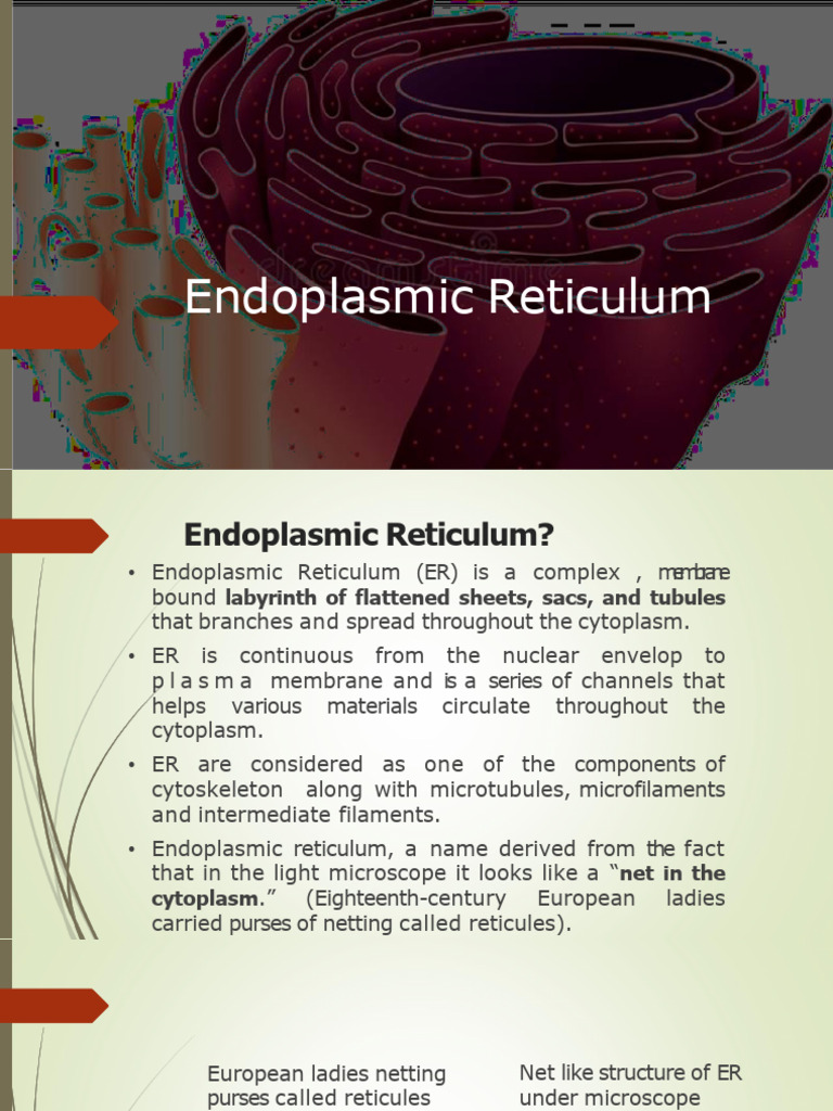 Understanding Endoplasmic Reticulum | PDF | Endoplasmic Reticulum | Biology
