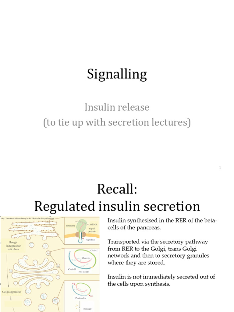 Insulin Secretion Mechanisms Explained | PDF | Insulin | Protein Kinase B