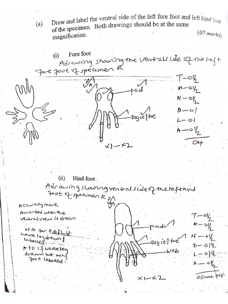 Cockroach | PDF