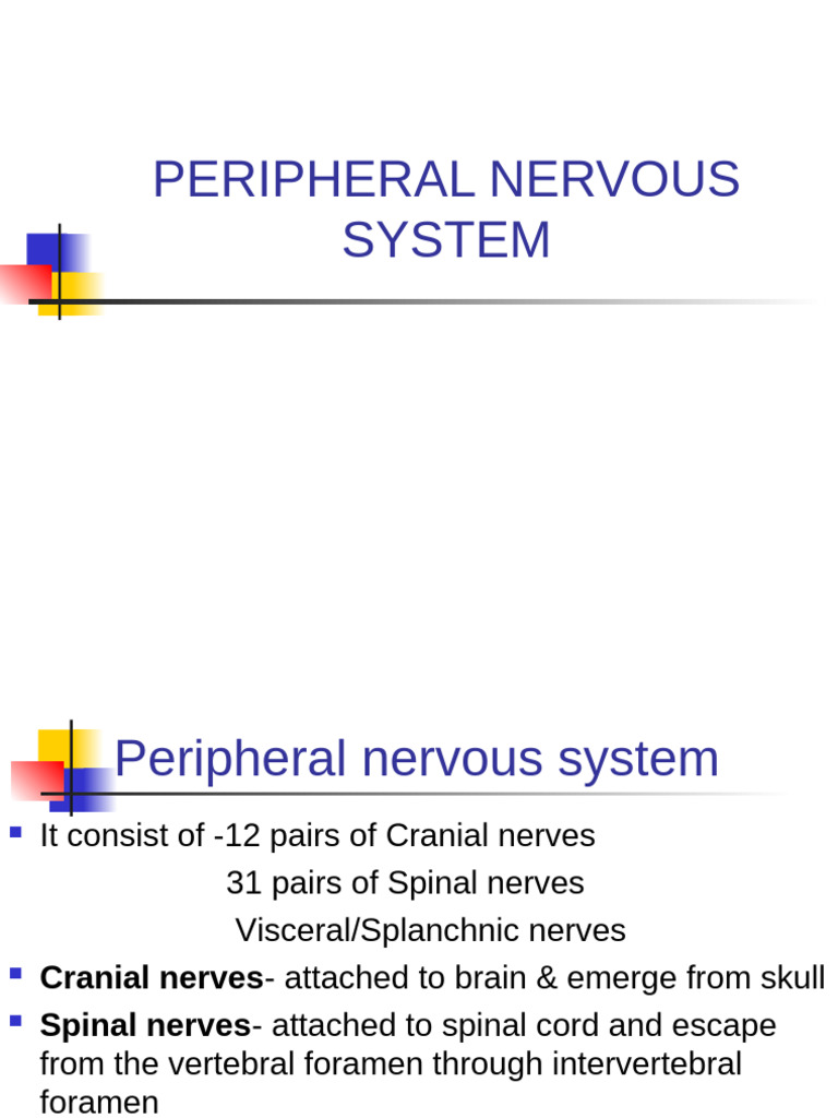 Overview of Peripheral Nervous System | PDF | Nerve | Axon