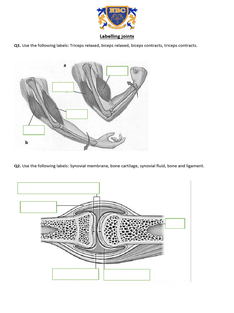Joint Labeling Guide: Anatomy Terms | PDF