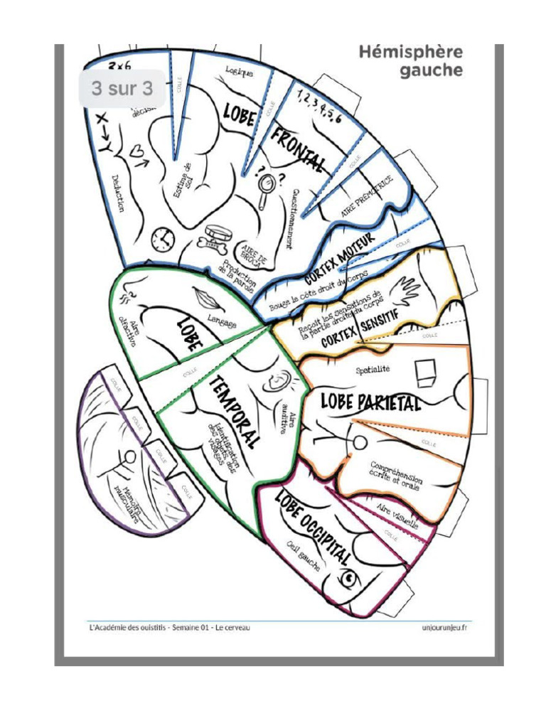 Cerebro | PDF